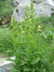 Veratrum album